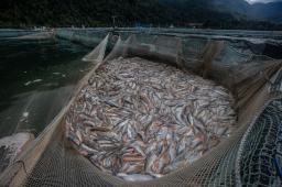 Mortandad Fiordo Comau Chiloe @ Alvaro Vidal Greenpeace.jpg