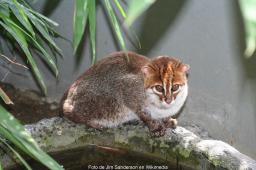 Gato Cabeza Plana Foto de Jim Sanderson en Wikimedia.jpg