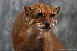 Gato de Borneo © Pierre de Chabannes.jpg