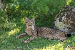 Lince Ibérico Foto de Frank Vassen en Flickr.jpg