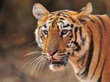 Tigre GP046QO © Harshad Barve Greenpeace.jpg