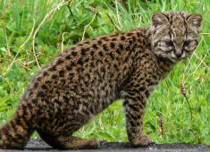 Gato Guiña Foto de Mauro Tammone en Wikipedia.jpg