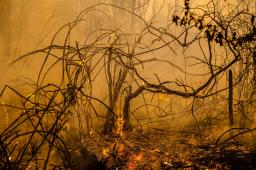 GPCH Incendios forestales Chile (4) © Cristobal Olivares Greenpeace.JPG