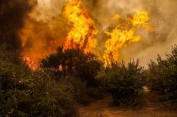 GPCH Incendios forestales Chile (3) © Cristobal Olivares Greenpeace.JPG