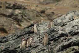 GPCH Pinguinos de Humboldt © Jonathan González Greenpeace.jpg