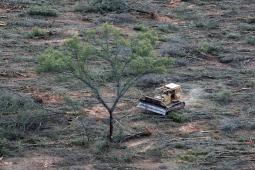 Deforestación en el bosque nativo argentino.jpg