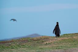 Masacre de pingüinos en la costa atlántica argentina.jpg