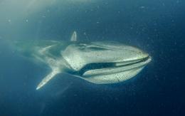 Ballena Fin Archipiélago Humboldt © César Villarroel Greenpeace.jpg