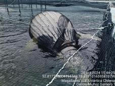 Ballenas Jorobadas Muertas 01.jpg