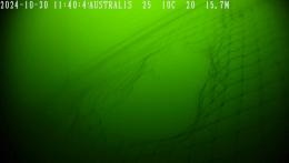 Ballenas Jorobadas Muertas 02.jpg