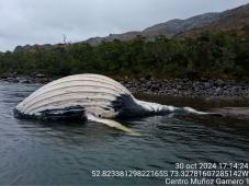 Ballenas Jorobadas Muertas 03.jpg