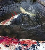 Ballenas Jorobadas Muertas 04.jpg