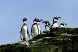 GPCH Pingüinos de Humboldt.jpg