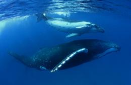 Ballenas jorobadas en Tonga.jpg