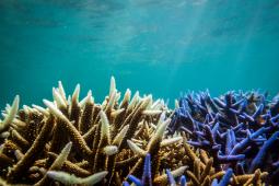 Blanqueamiento de Corales Australia.jpg
