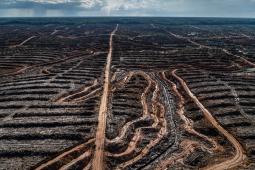 __GPI Deforestacion Indonesia.jpg