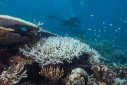 Blanqueamiento de la Gran Barrera de Coral en Australia.jpg
