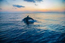 20240406 Delfines Malpelo Crédito Diana Rey Melo Greenpeace (5).jpg