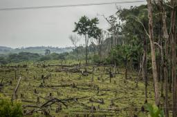 _Deforestación PNN La Macarena Crédito Nicole Acuña Greenpeace (1).jpg