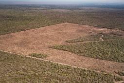Deforestación Norte Argentino (10).jpg