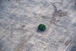 Deforestación Norte Argentino.jpg