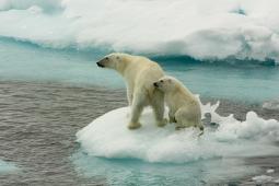 Osos polares en el Artico.jpg