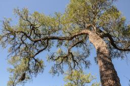 GPA Árbol Quebracho Impenetrable Crédito Hernán Pérez Aguirre Greenpeace.jpg