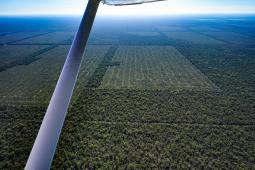 GPA Deforestación Salta  Crédito Alejandro Espeche Greenpeace.jpg