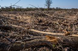 GPA Deforestación Salta Crédito Sebastián Pani Greenpeace .jpg