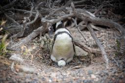 Pinguinos en Punta Tombo 40 © Osvaldo Tesoro Greenpeace.jpg