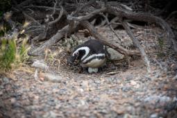 Pinguinos en Punta Tombo 41 © Osvaldo Tesoro Greenpeace.jpg