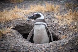 Pinguinos en Punta Tombo 42 © Osvaldo Tesoro Greenpeace.jpg