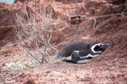 Pinguinos en Punta Tombo 43 © Osvaldo Tesoro Greenpeace.jpg