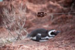 Pinguinos en Punta Tombo 44 © Osvaldo Tesoro Greenpeace.jpg