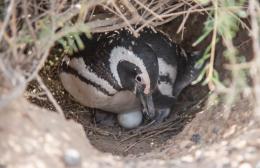 Pinguinos en Punta Tombo 04 © Osvaldo Tesoro Greenpeace.jpg