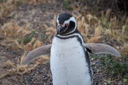 Pinguinos en Punta Tombo 29 © Osvaldo Tesoro Greenpeace.jpg