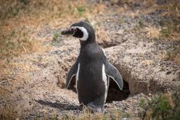 Pinguinos en Punta Tombo 30 © Osvaldo Tesoro Greenpeace.jpg