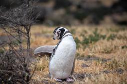 Pinguinos en Punta Tombo 31 © Osvaldo Tesoro Greenpeace.jpg