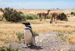 Pinguinos en Punta Tombo 32 © Osvaldo Tesoro Greenpeace.jpg