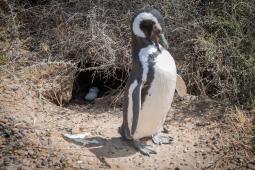 Pinguinos en Punta Tombo 33 © Osvaldo Tesoro Greenpeace.jpg