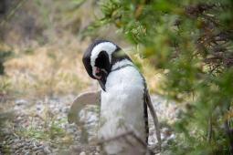 Pinguinos en Punta Tombo 35 © Osvaldo Tesoro Greenpeace.jpg