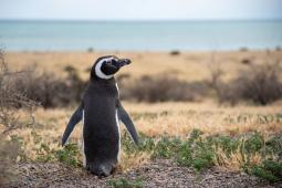 Pinguinos en Punta Tombo 36 © Osvaldo Tesoro Greenpeace.jpg