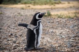 Pinguinos en Punta Tombo 37 © Osvaldo Tesoro Greenpeace.jpg