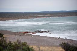 Pinguinos en Punta Tombo 38 © Osvaldo Tesoro Greenpeace.jpg