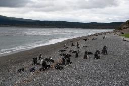 _Reserva Pinguinos de Magallanes Tierra del Fuego.jpg
