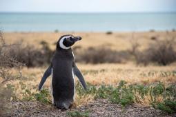 Pinguino Magallanes Punta Tombo.jpg