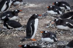 Pinguino Papúa.jpg