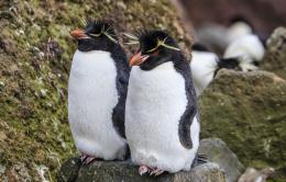 Pinguino Penacho Amarillo.jpg