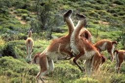 Guanaco © Greenpeace  Daniel Beltrá.jpg