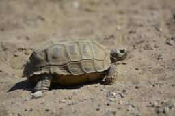 Tortuga de Tierra © Veonatura Wikimedia Commons.jpg
